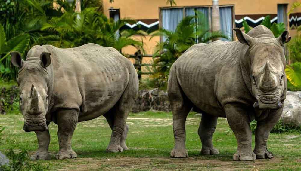 Bali Safari Marine Park Rhino Package | Zoo Admission Online Booking