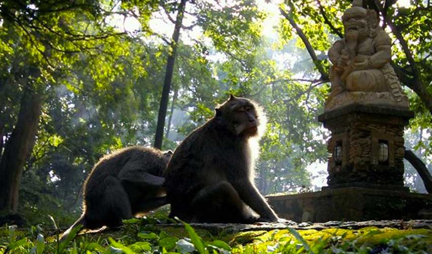 Ubud Monkey Forest Bali – ubud monkey forest tips and what to wear
