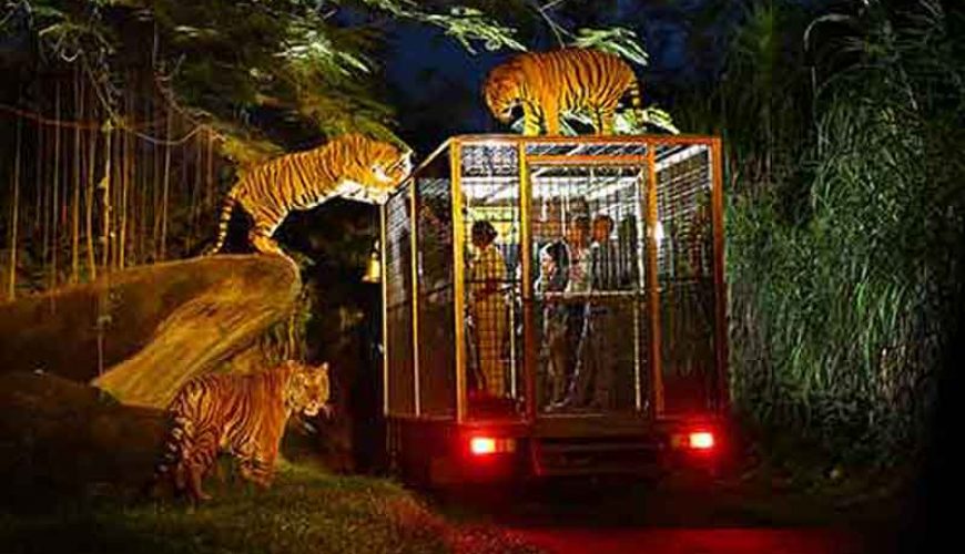 Night Safari package at Bali Safari and Marine Park