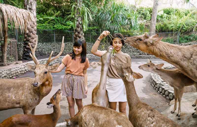 Zoo Admission Bali Zoo Park