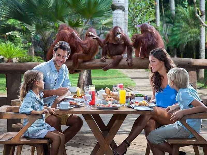 Breakfast with orangutans at Bali zoo