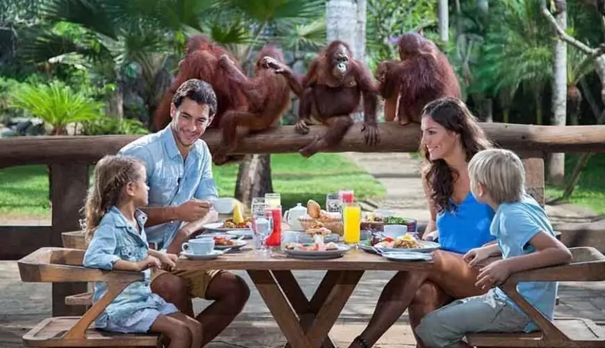 Breakfast with orangutans at Bali zoo