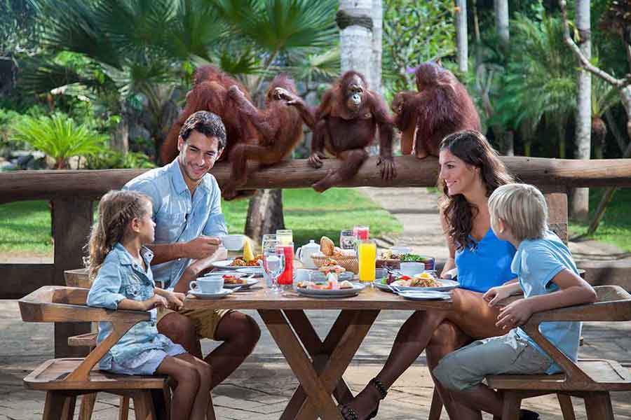 Breakfast with orangutans at Bali zoo