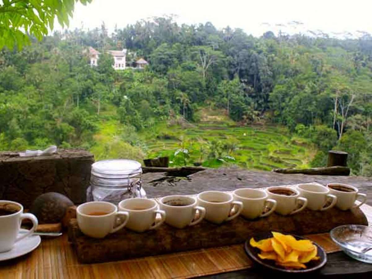 Luwak Coffee Plantation Ubud Bali Tour