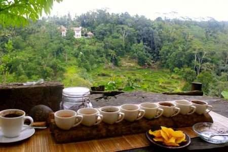 Luwak Coffee Plantation Ubud Bali Tour