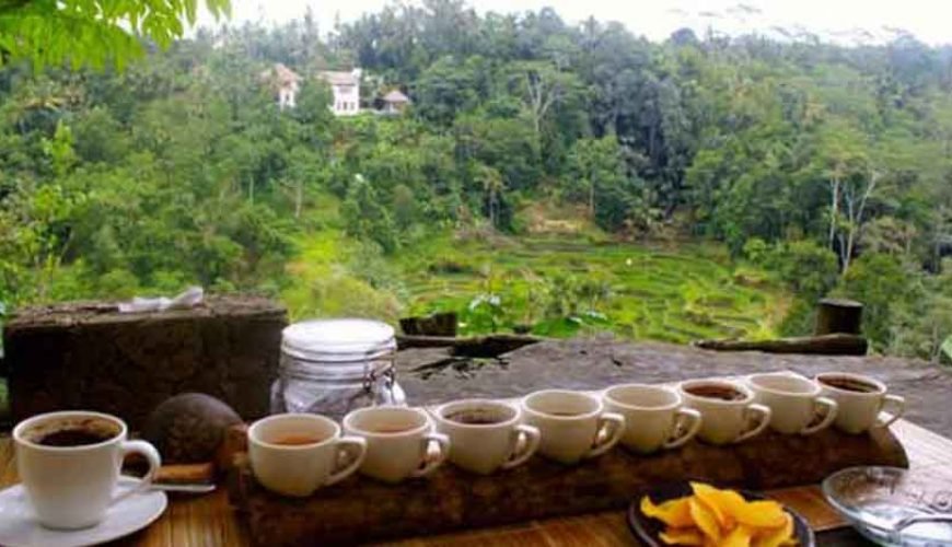 Luwak Coffee Plantation Ubud Tour