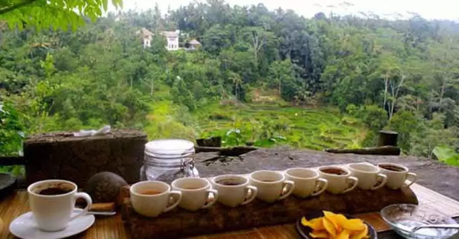 Luwak Coffee Plantation Ubud Tour