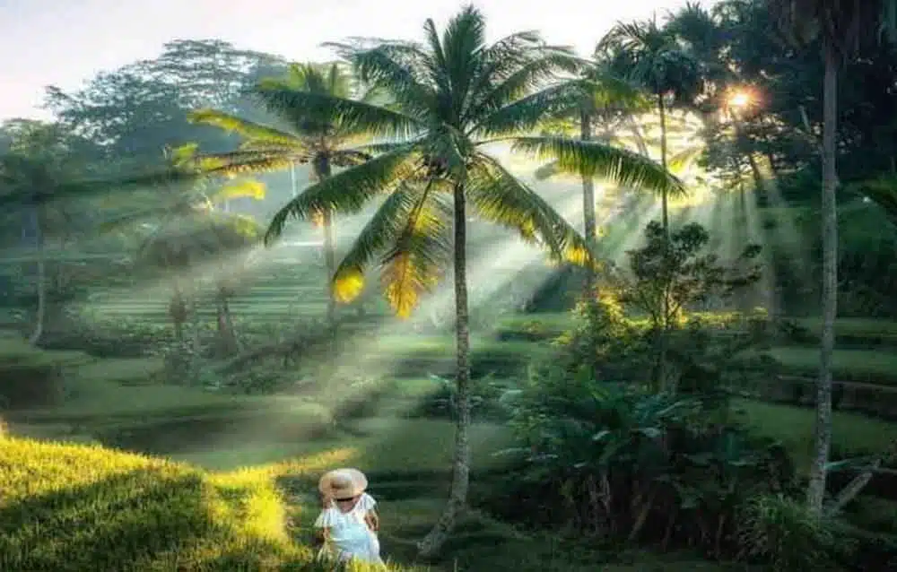 Ubud Tour - Best of Ubud - All Inclusive