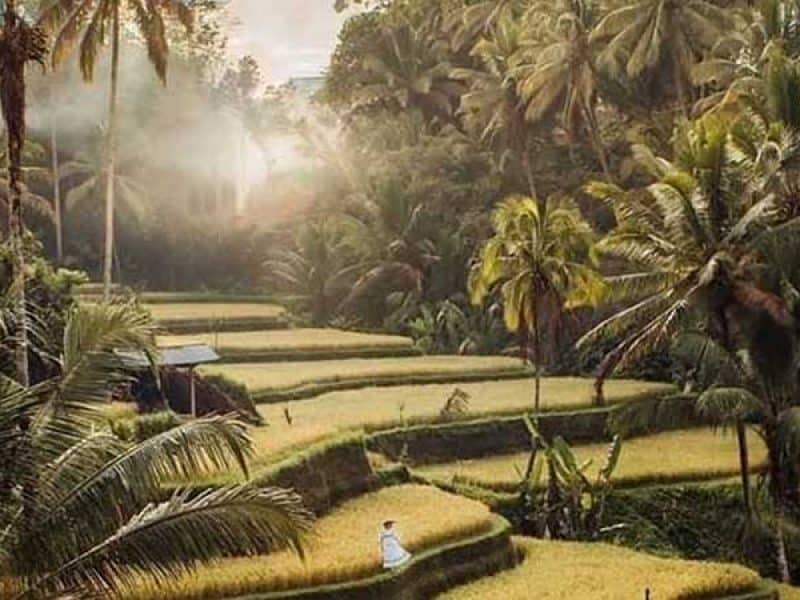 Best Ubud Day Trip