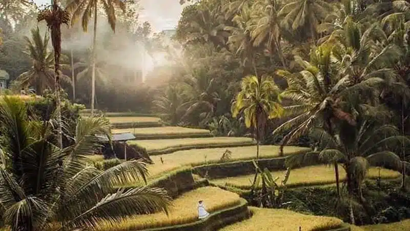 Best Ubud Day Trip