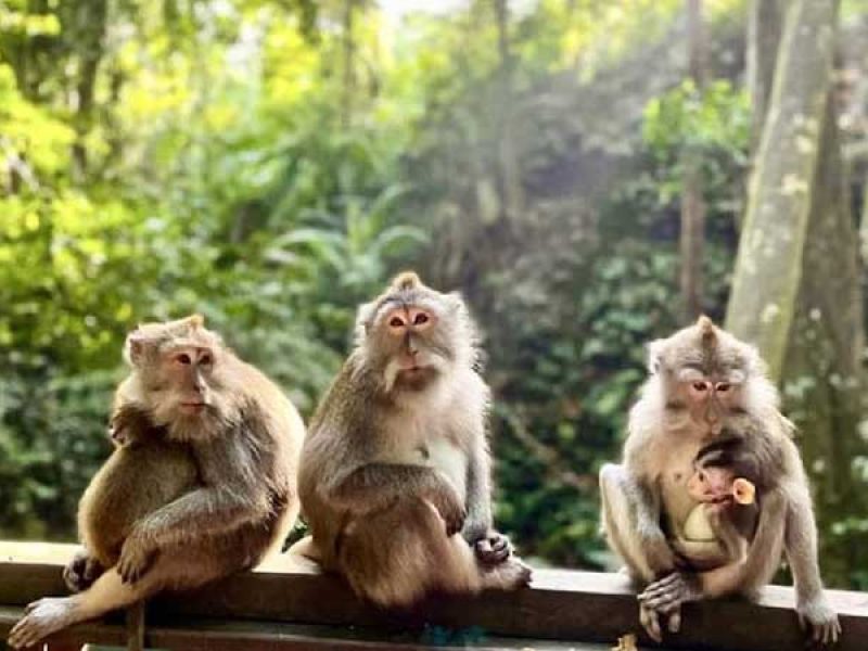 Ubud All-Inclusive Private Day Tour