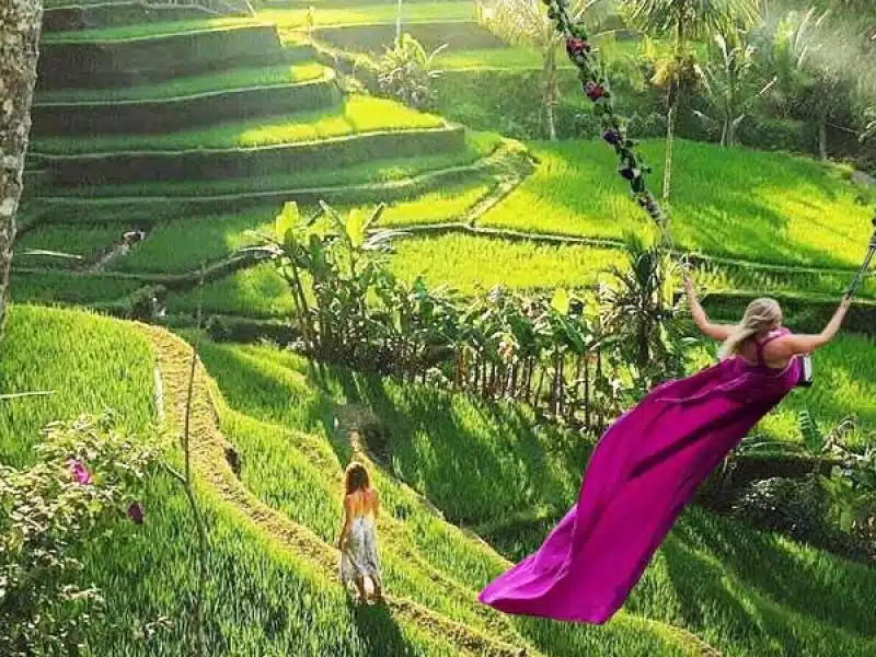 Ubud Monkey Forest, Jungle Swing, Rice Terrace, and Water Temple