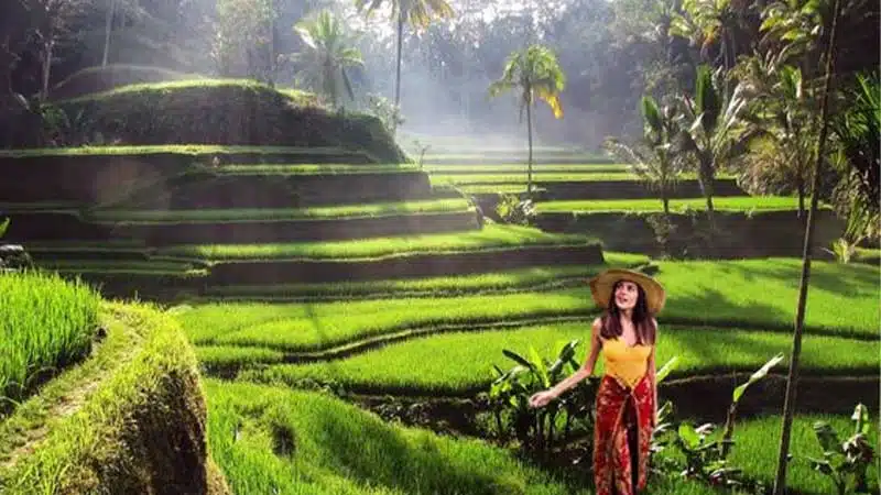 Kintamani Volcano Tour with Ubud Village